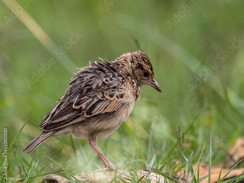 This lark was on the ground and suffered from heavy and increasing rain. Nairobi National Park, Kenya. photo