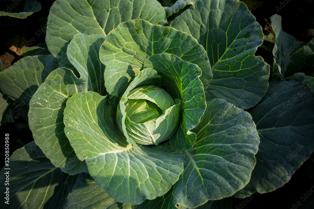 Top View of Fresh Green Cabbage or headed Cabbage grow in the garden at Savar, Dhaka, Bangladesh. Top View of Fresh Green Cabbage or headed Cabbage grow in the garden at Savar, Dhaka, Bangladesh.