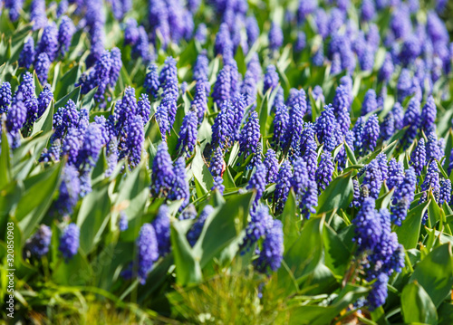 Violet Hyacinth or Hyacinthus  flowers in full bloom in spring garden close up. Flowering hyacinths. Spring  nature background