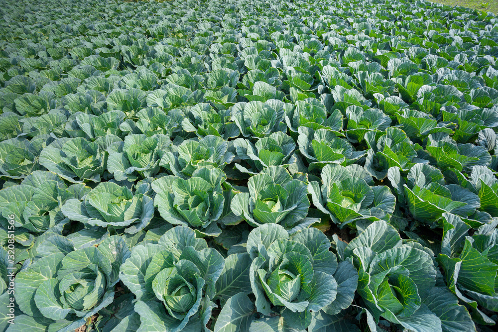 Green Cabbage crop growing at vegetable field near of Savar, Dhaka, Bangladesh. Green Cabbage crop growing at vegetable field near of Savar, Dhaka, Bangladesh.