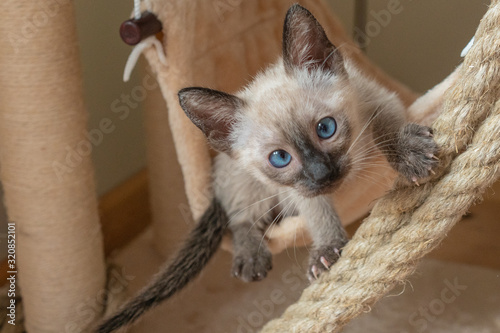 Purebred Thai or Siamese kitten plays hunts on beige soft kitty hammock background. 6 weeks old Wichien Maat cat with blue almond-shaped eyes photo