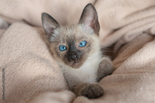 6 weeks old Siamese cat with blue almond-shaped eyes astonished on beige sofa background. Purebred Thai or Wichien Maat kitten © CupOfSpring