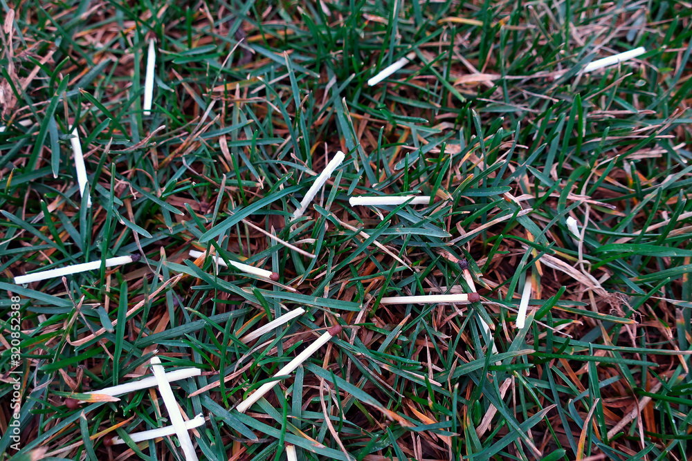 wet matches scattered on the lawn among the grass wet matches scattered on the lawn among the grass