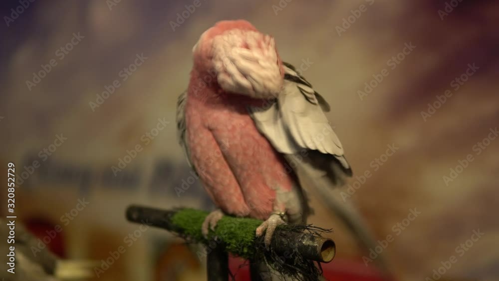 Pink cockatoo Parrot close up on the stand