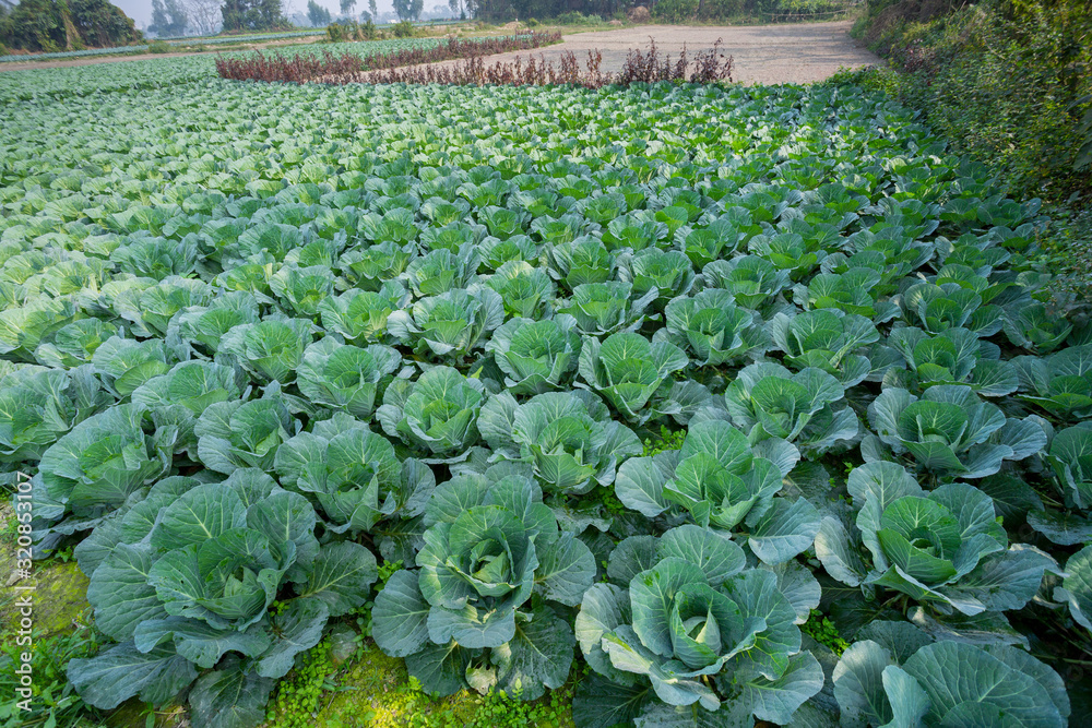 Green Cabbage crop growing at vegetable field near of Savar, Dhaka, Bangladesh. Green Cabbage crop growing at vegetable field near of Savar, Dhaka, Bangladesh.