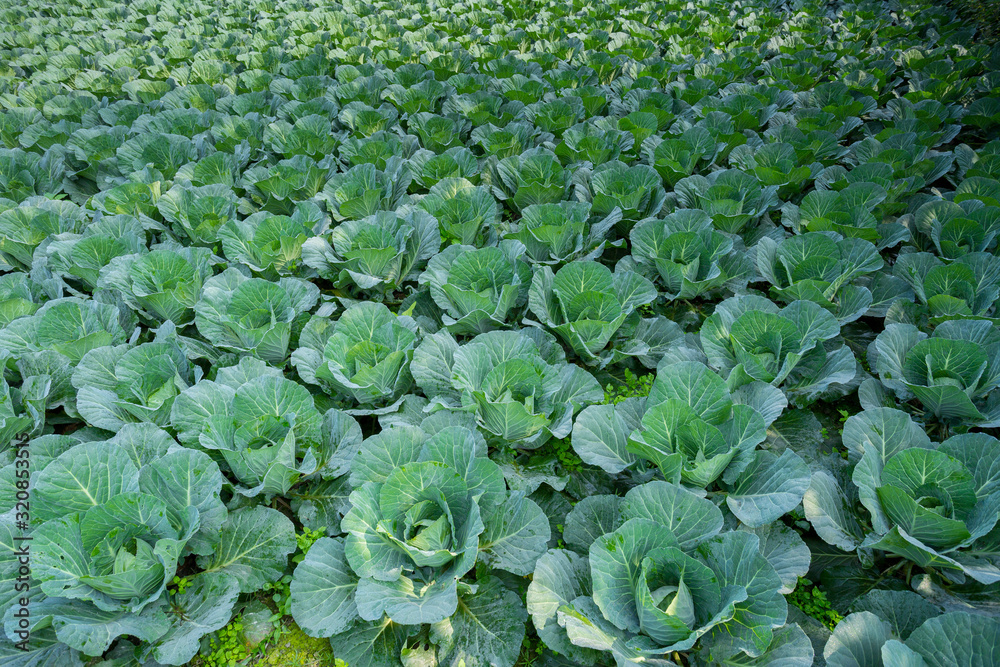 Green Cabbage crop growing at vegetable field near of Savar, Dhaka, Bangladesh. Green Cabbage crop growing at vegetable field near of Savar, Dhaka, Bangladesh.