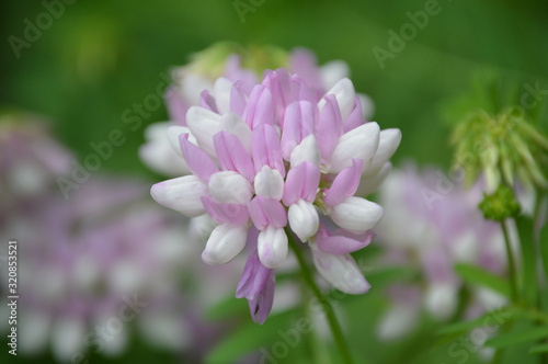 Pink and white clover wildflower 