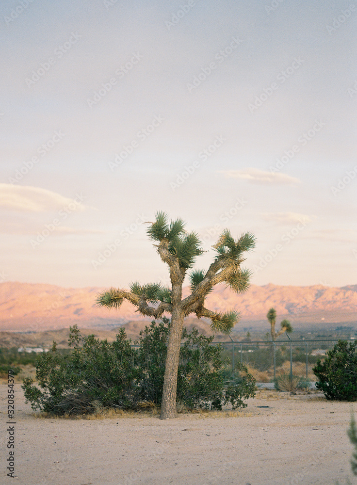Fototapeta premium Joshua Tree National Park at Sunset