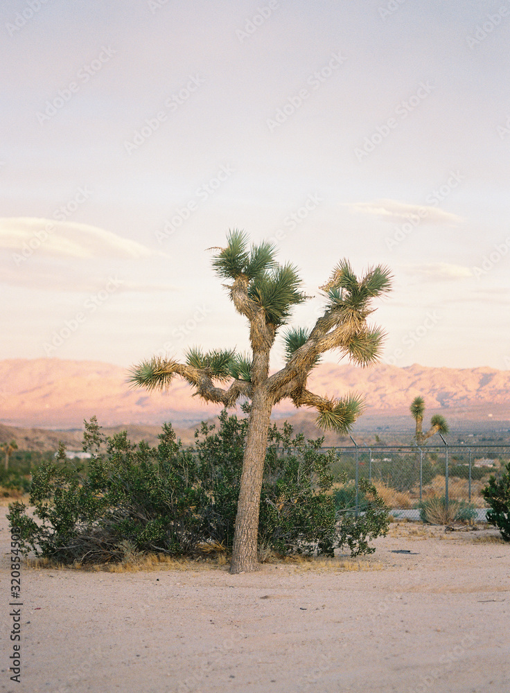 Joshua Tree National Park at Sunset