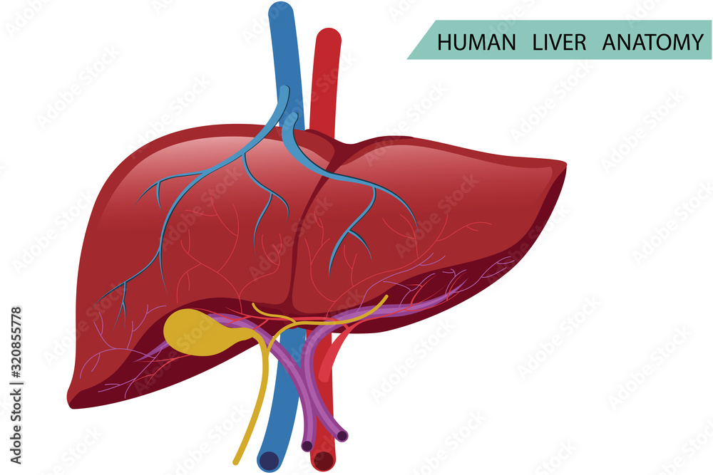 Anatomy of human liver structure Vector of health care and body part ...