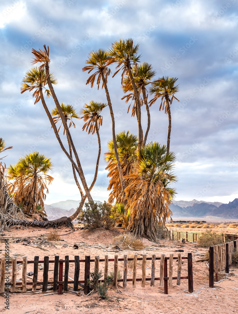 Obraz premium Exotic Doum palms. These tropical plants are the most northern point of their distribution in the world inhabiting the Middle East, small population located near Eilat, Israel