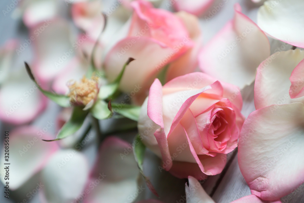 Delicate pink roses and petals on a light background to all lovers.