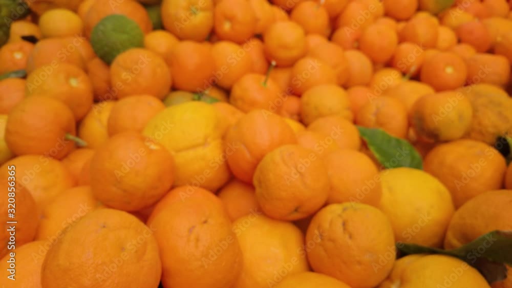 Closeup of Bitter Oranges with Tilt Up Reveal of Huge Pile of Fruit, Rack Focus Closeup of Bitter Oranges with Tilt Up Reveal of Huge Pile of Fruit, Rack Focus