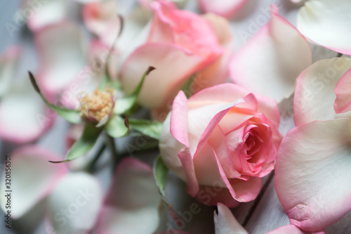 Delicate pink roses and petals on a light background to all lovers.