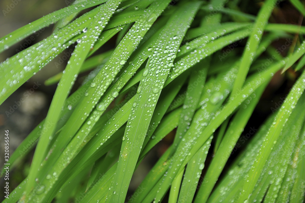 dew on grass dew on grass
