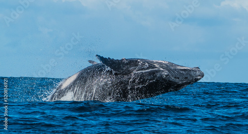 Fotografi Baby humpback whale is breaching and jumping in front of Madagascards island Sai