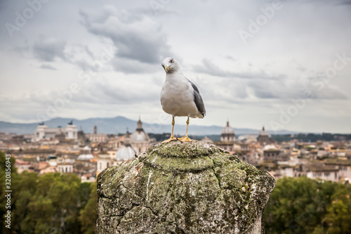 A Seagull sits on a stone column against a blurred view of Rome from the Castle of St. Angelo. Selective focus. Rome  Italy