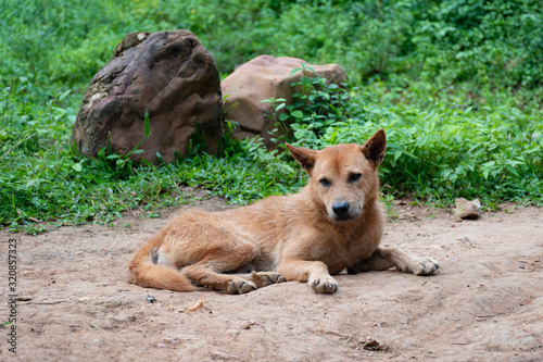 Chien annimaux et Forêt tropicale et Chemin de terre dans un village maison en bois de la jungle de Chiang Mai, Lahu, Thaïlande photo