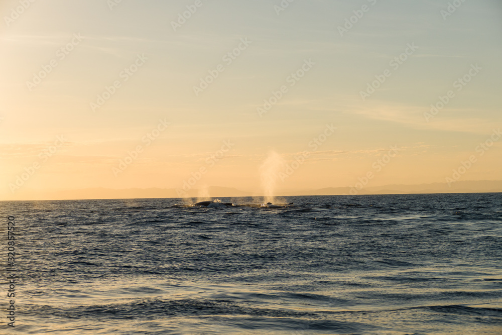 Obraz premium A pot of humpback whales with blow hole in front of Madagascars island Sainte Marie during sunset