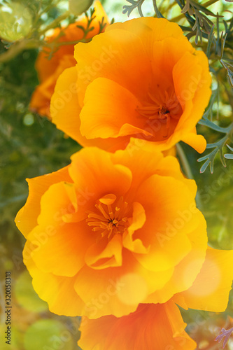Eschscholzia californica is a species of flowering plant in the Papaveraceae family. Golden yellow/orange California poppies (Eschscholzia californica 