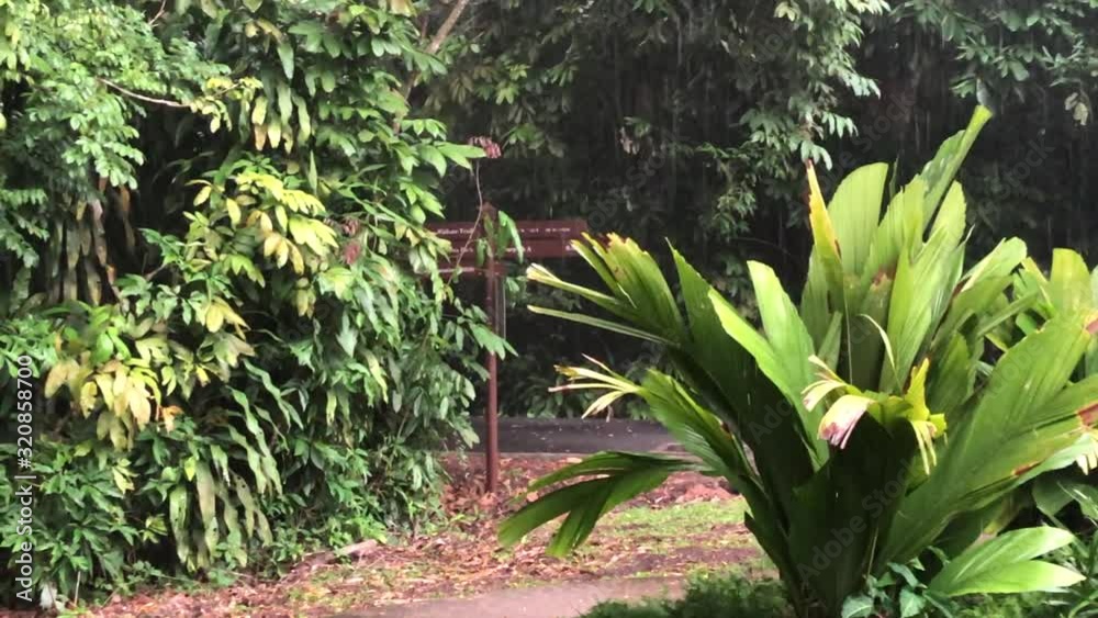 Rain falling amongst plants and vegetation during the day in Singapore's rainforest.
