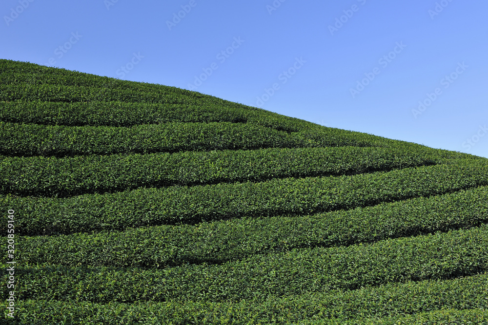 Bagua tea garden