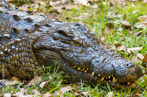 Nile crocodile (Crocodylus niloticus) of Madagascar in the Andasibe National Park