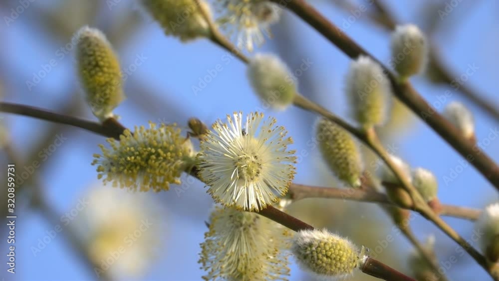Bee with Insects Pollinators on Yellow Flowers Buds Tree Blue Sky Bee with Insects Pollinators on Yellow Flowers Buds Tree Blue Sky