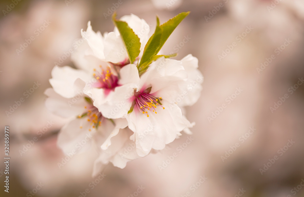 Horticulture of Gran Canaria - almond blossoms