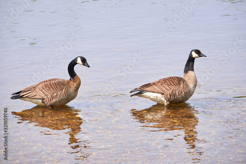 Two Canada Geese ( Branta Canadensis ) Swimming	