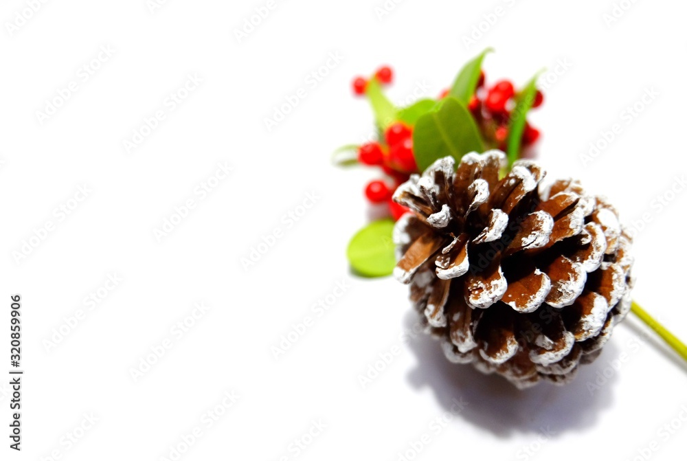 pine cone on white background pine cone on white background