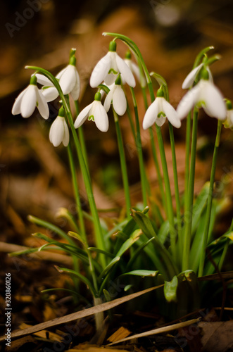 Some white snowdrops blooming in a forest, inconspicous and beautiful