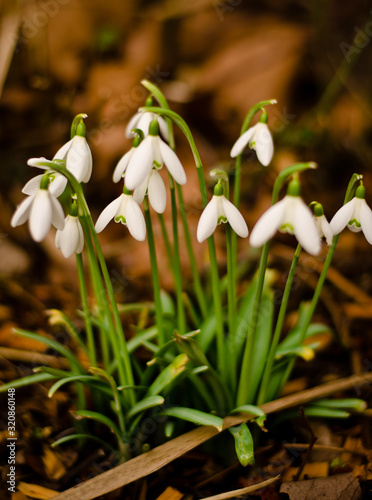 Some white snowdrops blooming in a forest, inconspicous and beautiful