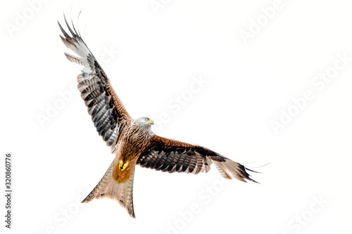Isolated red kite with fully open wings