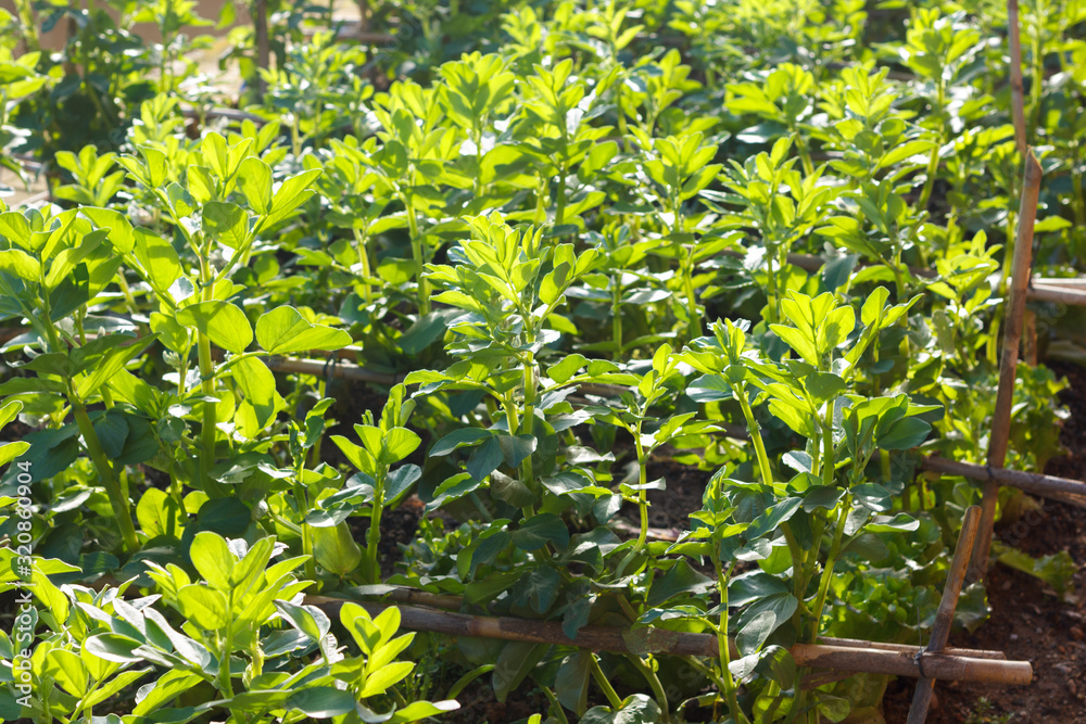 Obraz premium bean plant in an organic garden
