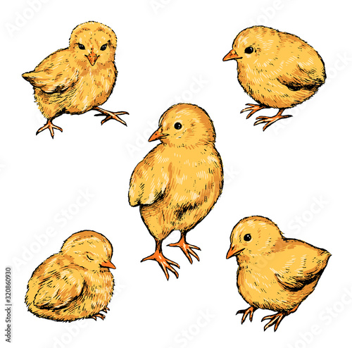 Collection of vector illustrations. Set of cute chickens. Hand drawn color sketches isolated on white. Elements for Easter, spring design, cards, posters, prints, wrapping, etc. Vintage etching style.
