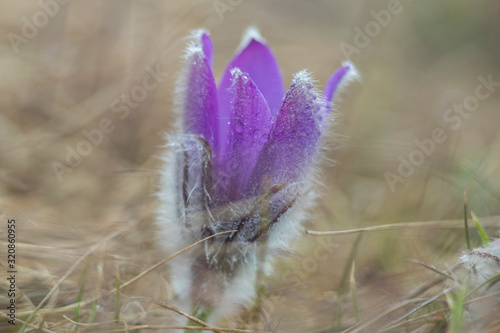 Pulsatilla grandis - Beautiful pasque flower in a meadow at sunset. photo