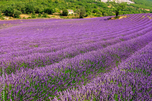 France lavender