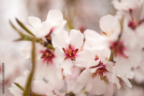 Horticulture of Gran Canaria - almond blossoms © Tamara Kulikova