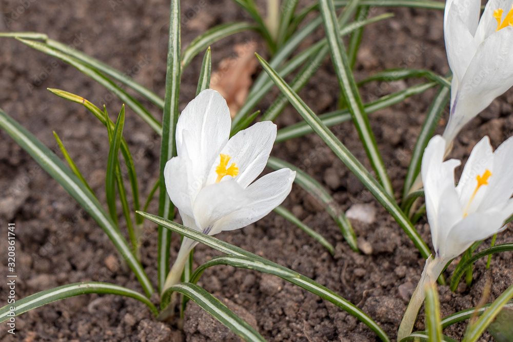 White snowdrop flower blossomed. Spring is a new life. Scientific name Crocus flavus Weston White snowdrop flower blossomed. Spring is a new life. Scientific name Crocus flavus Weston