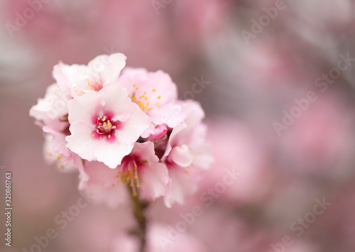 Horticulture of Gran Canaria - almond blossoms © Tamara Kulikova