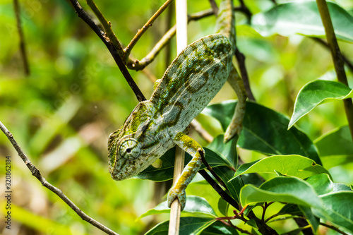 Common chameleon (Chamaeleo chamaeleon) of Madagascar