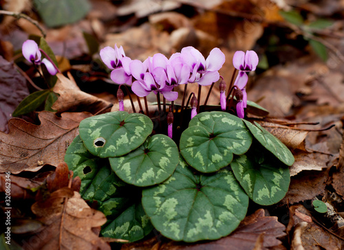 Spring blooms of pink cyclamens. Primroses. Clouse-up. Cyclamen hederifolium ( ivy-leaved cyclamen or sowbread ) in the forest. photo