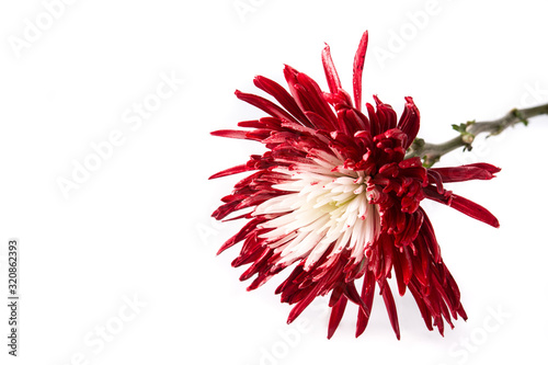 Red and white flower isolated on white background. Copy space