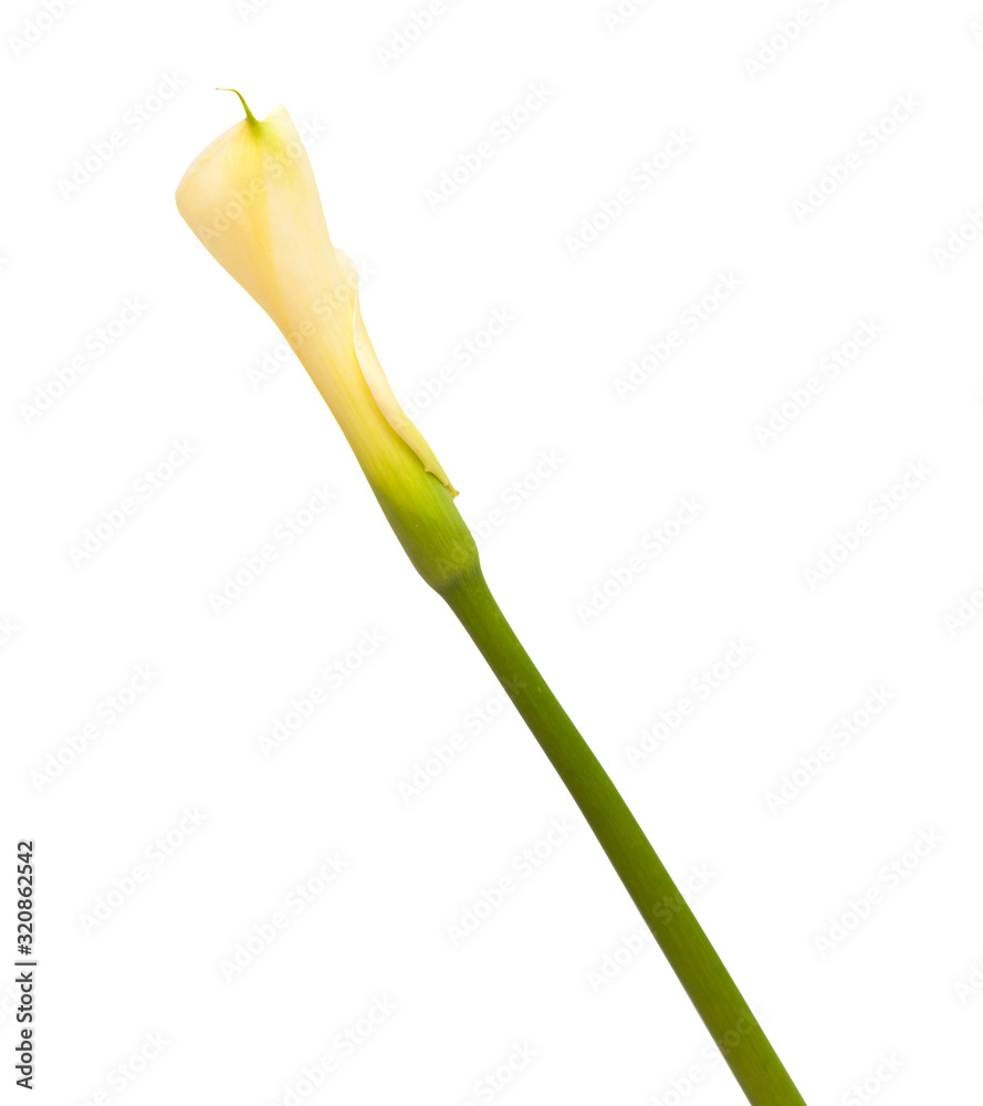 single unopened calla lily