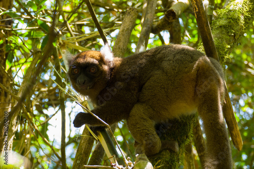 The bamboo or gentle lemur (Hapalemur aureus) in Madagascars Ranomafana National Park photo