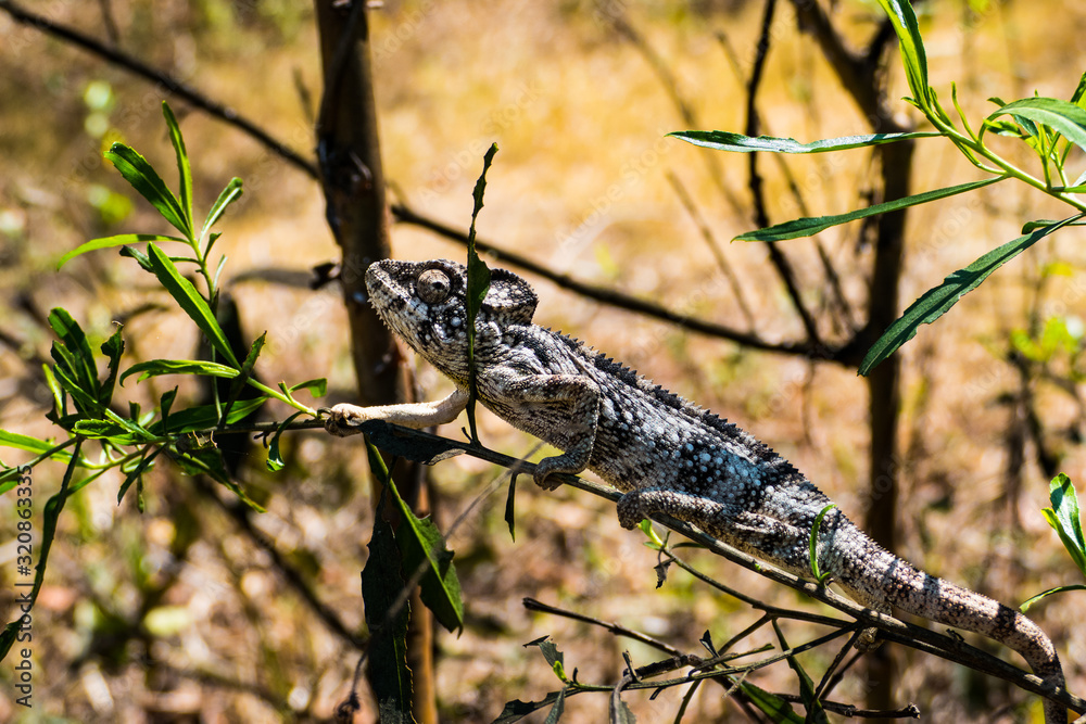 Common chameleon (Chamaeleo chamaeleon) of Madagascar Common chameleon (Chamaeleo chamaeleon) of Madagascar