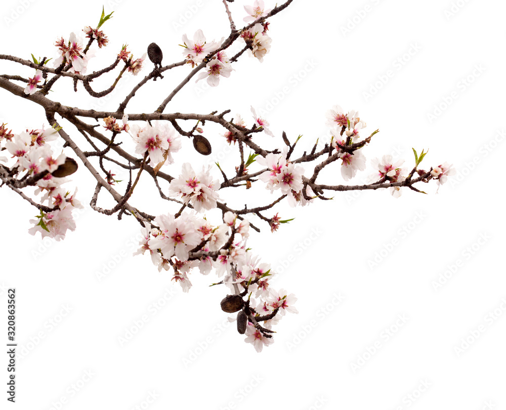 Horticulture of Gran Canaria - almond blossoms Horticulture of Gran Canaria - almond blossoms