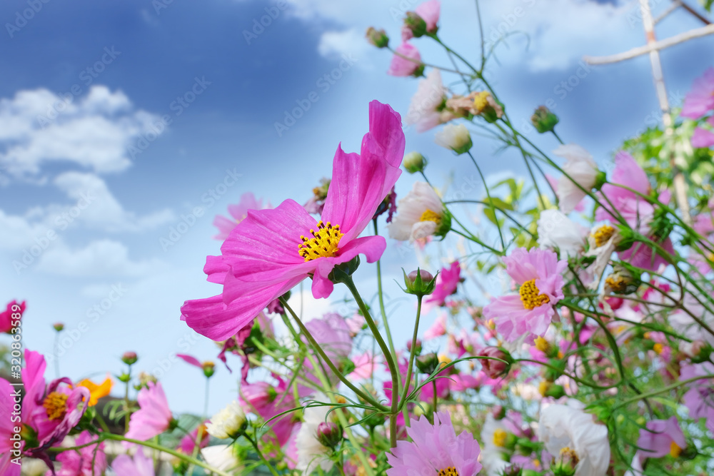 Cosmos flowers field with blue sky out door.