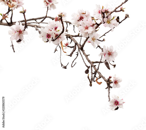 Obraz na płótnie Horticulture of Gran Canaria - almond blossoms